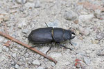 Balkenschröter, Dorcus parallelopipedes
