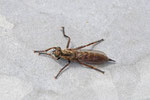 Raubfliege, Tolmerus sp.
