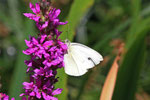 Kleiner Kohlweissling, Pieris rapae