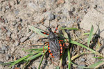 Geringelte Mordwanze, Rhynocoris annulatus