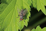 Graue Fleischfliege, Sarcophaga sp