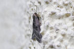 Herbsspanner, Epirrita sp.