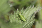 Heupferd, Larve, Tettigonia viridissima