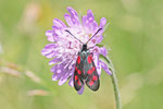 Sechsfleck-Widderchen, Zygaena filipendulae