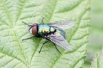 Goldfliege, Lucilia sp.