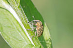 Kratzdistelrüssler, Larinus turbinatus