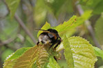 Dunkle Erdhummel, Königin, Bombus terrestris Gruppe