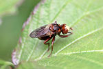 Gem. Breitstirn - Blasenkopffliege, Sicus cf. ferrugineus