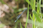 Hufeisen-Azurjungfer, Coenagrion puella