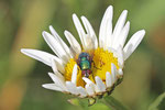 Goldfliege, Lucilia sp.