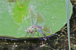 Große Königslibelle, weibl., Anax imperator