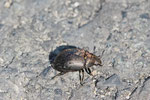 Pillenkäfer, Byrrhus sp.