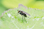 Langbeinfliege, Dolichopus sp.