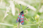 Sechsfleck-Widderchen, männl., Zygaena filipendulae