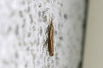 Zünsler, Agriphila tristella