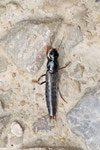 Kurzflügler, Quedius sp.