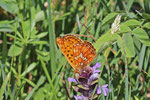 Silberfleck-Perlmutterfalter, Boloria euphrosyne