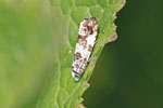 Wickler, Eucosma campoliliana