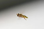 Gemeine Feldschwebfliege, weibl., Eupeodes corollae