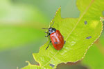 Pappelblattkäfer, Chrysomela populi