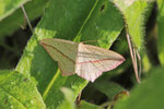 Ampferspanner, Timandra comae