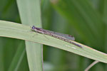 Winterlibelle, Sympecma fusca