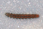 Raupe vom Brombeerspinner, Macrothylacia rubi