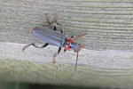 Gemeiner Weichkäfer, Cantharis fusca