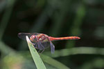 Große Heidelibelle, Sympetrum striolatum