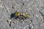 Feld-Sandlaufkäfer, Cicindela campestris