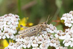 Grashüpfer, weibl., Chorthippus biguttulus-Gruppe