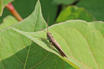 Brauner Grashüpfer, männl., Chorthippus brunneus