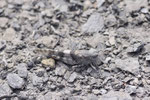 Blauflügelige Sandschrecke, Sphingonotus caerulans