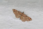 Rotgebänderter Blütenspanner, Gymnoscelis rufifasciata