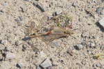 Wiesenschnake, Nephrotoma sp.