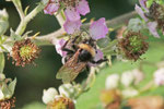 Erdhummel, Bombus terrestris-Gruppe
