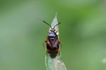 Dreiecks-Weichwanze, Deraeocoris ruber