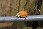 Asiatischer Marienkäfer, Harmonia axyridis