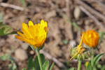 Ringelblume, Calendula officinalis