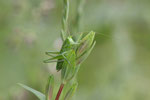 Heupferd, Larve, weibl., Tettigonia viridissima