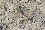 Wiesenschnake, Nephrotoma sp.