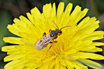 Wespenbiene, Nomada sp.