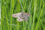Gitterspanner, Chiasmia clathrata