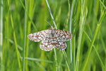 Gitterspanner, Chiasmia clathrata