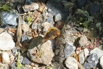 Großer Wollschweber, weibl., Bombylius major