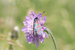 Sechsfleck-Widderchen, Zygaena filipendulae