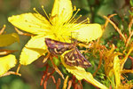 Purpurroter Zünsler, Pyrausta purpuralis