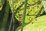 Späte Adonislibelle, Ceriagrion tenellum
