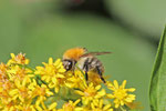 Ackerhummel, Arbeiterin, Bombus pascuorum