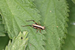 Gem. Strauchschrecke, männl., Pholidoptera griseoaptera